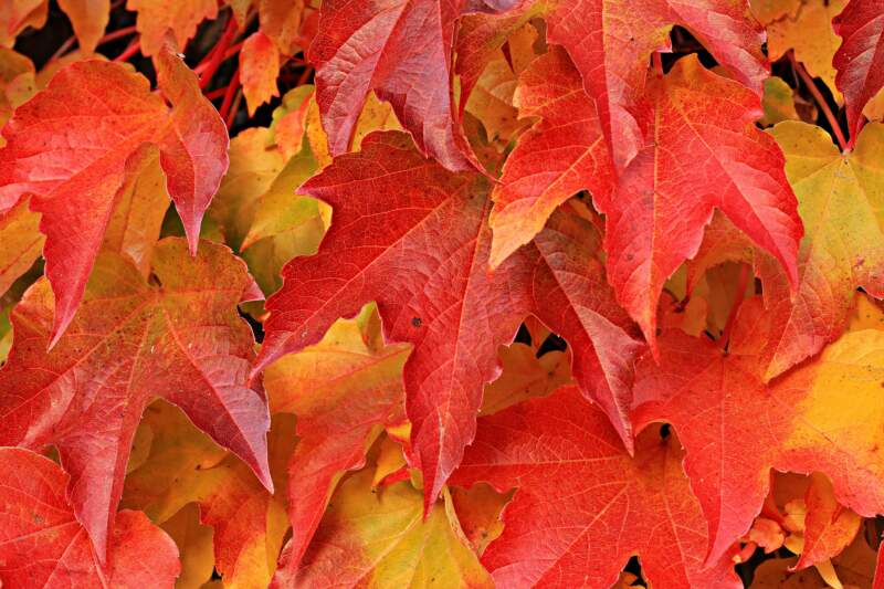 Info-Webinar Herbst Herbst Weinblätter